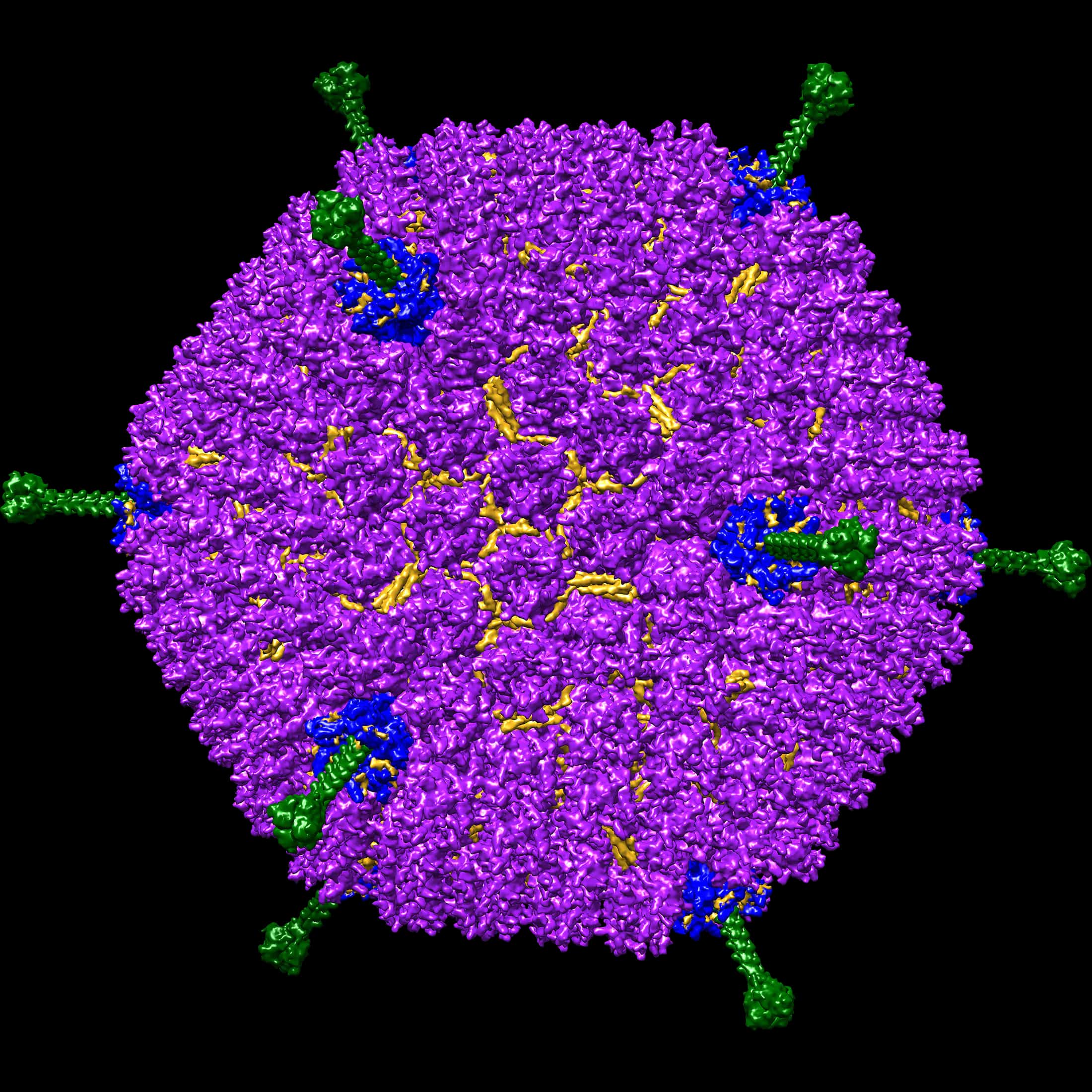 Adenovirus D26