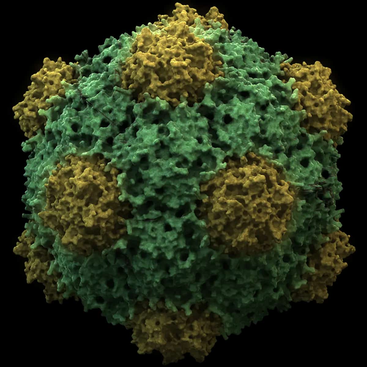 Cowpea Mosaic Virus