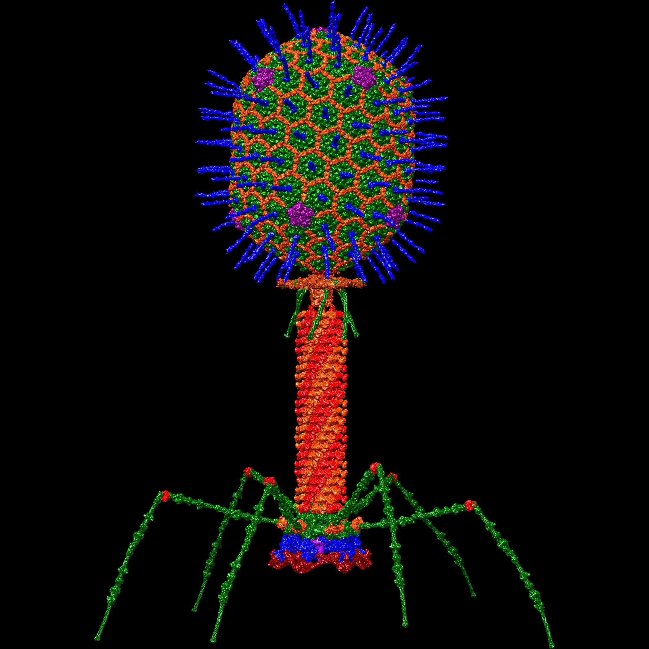 Escherichia T4