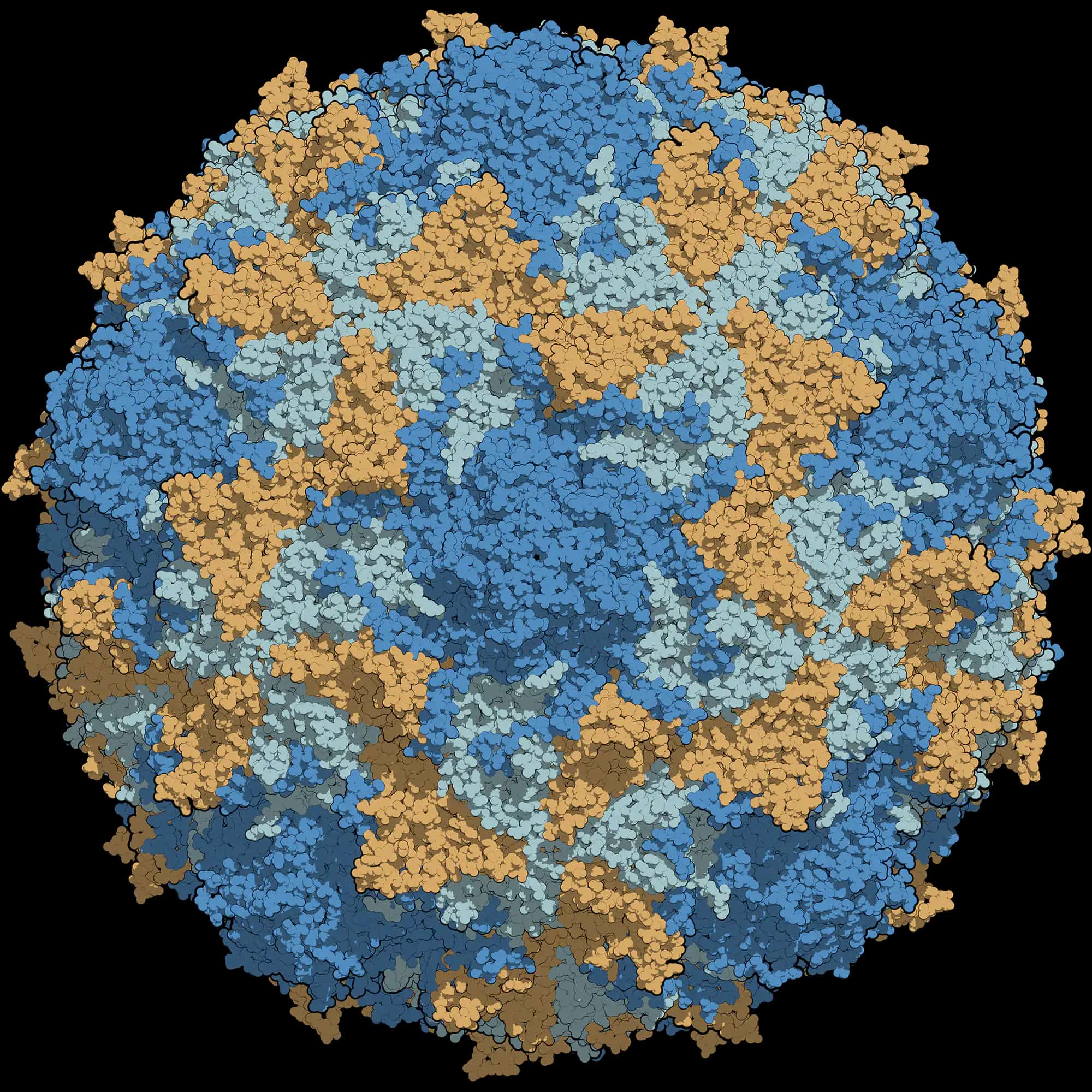 Poliovirus