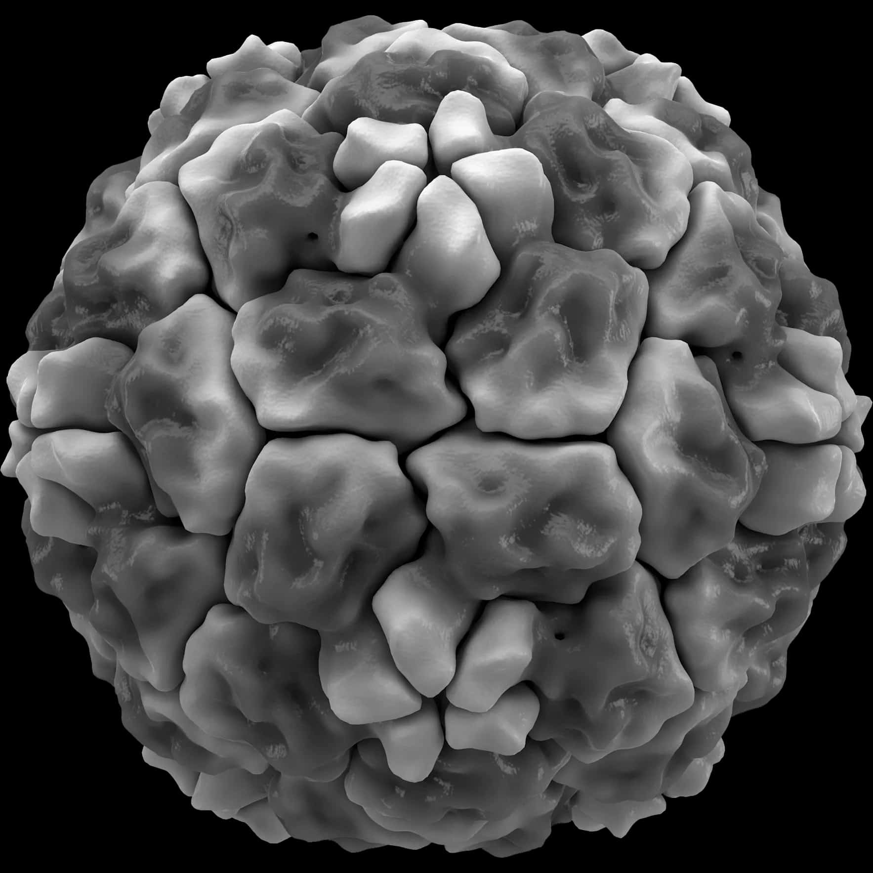 Rhinovirus