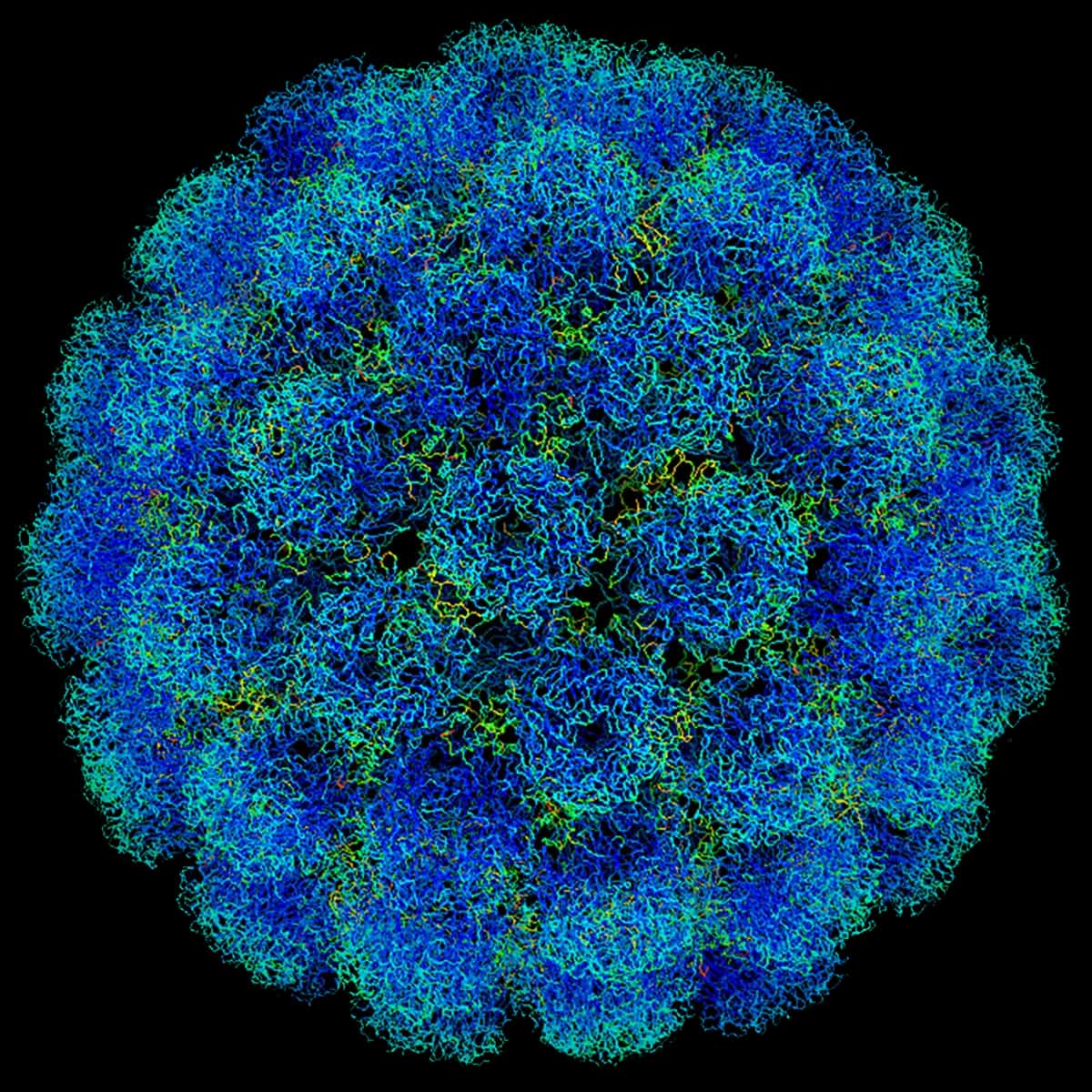 Simian Virus