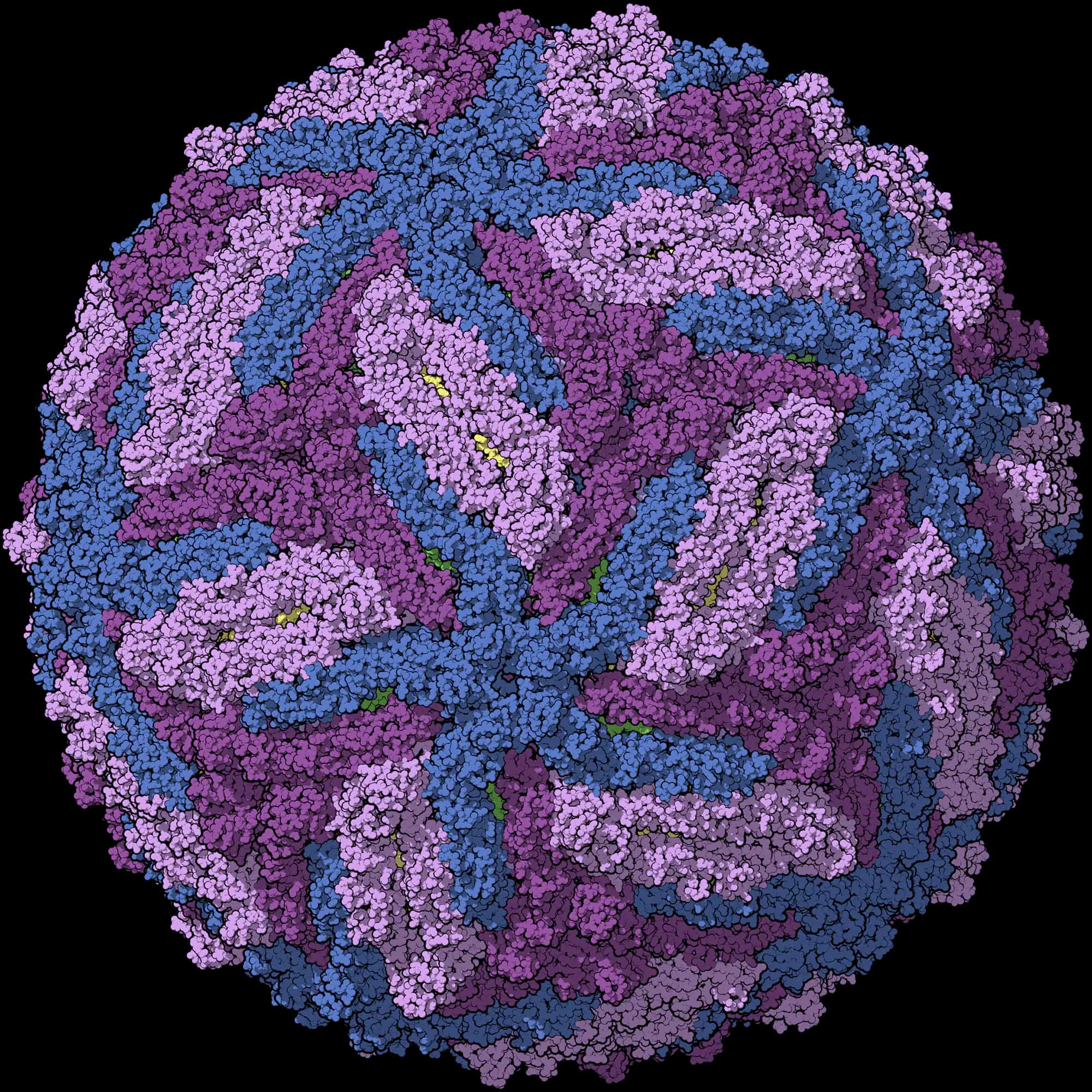 Zika Virus