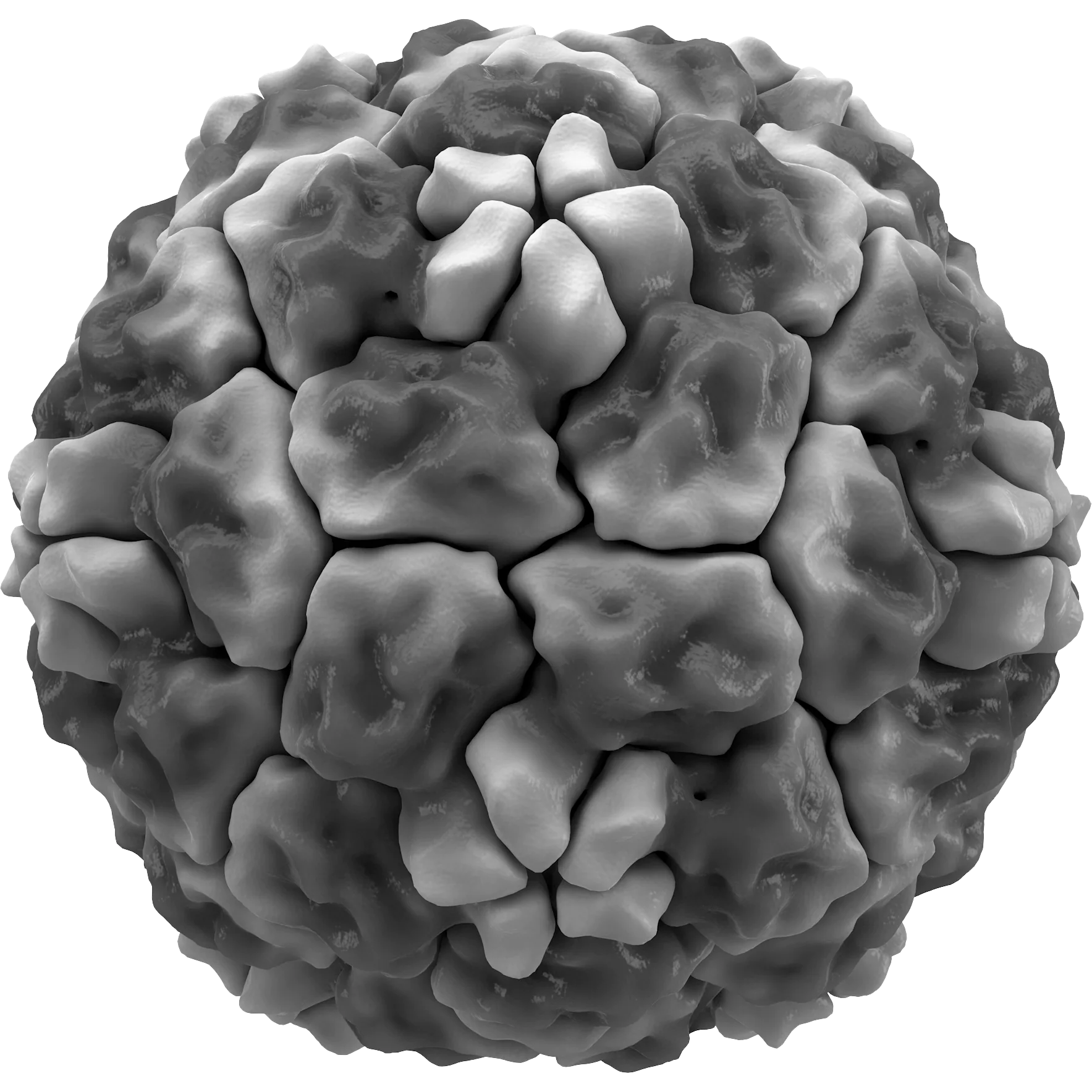 Rhinovirus