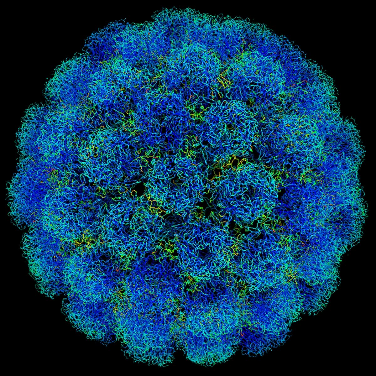 Simian Virus